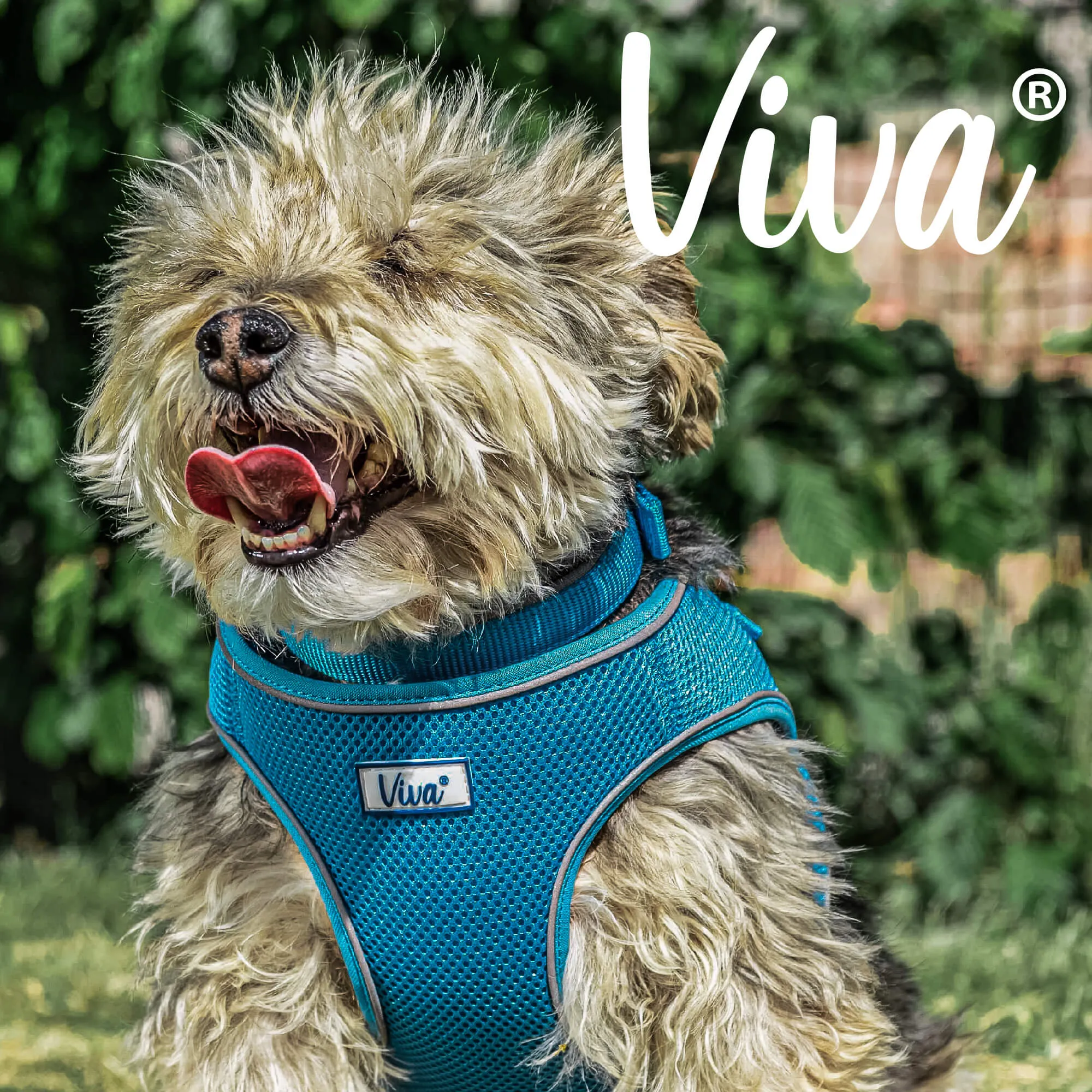 Ancol Viva Step In Comfort Fit Dog Harness