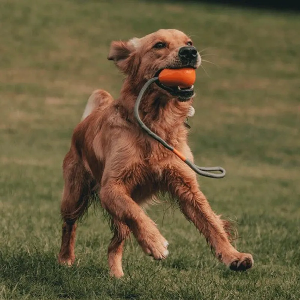 Beco Pets - Natural Rubber Slinger Pebble Dog Toy