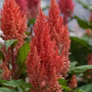 Celosia Plumosa Century Salmon Pink Flower Seeds