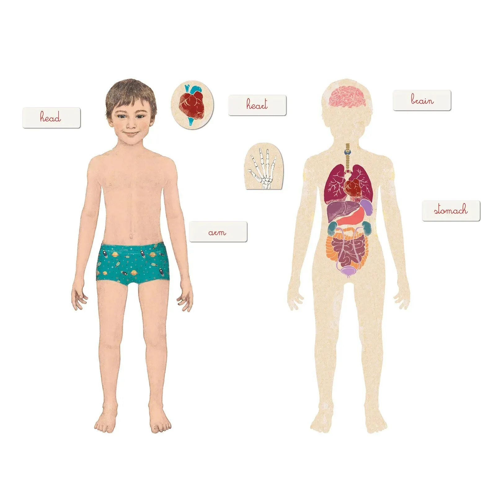 Clementoni Montessori - Human Body