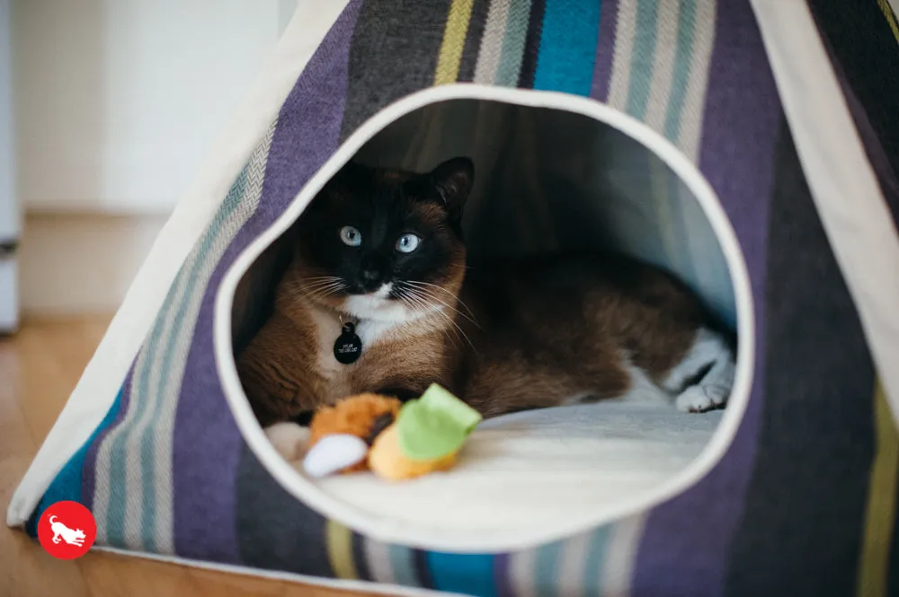 Feline Frenzy, Cat Toy set: Perfect Picnic