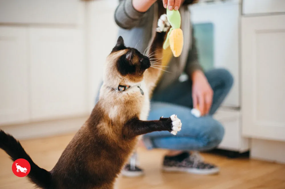 Feline Frenzy, Cat Toy set: Perfect Picnic