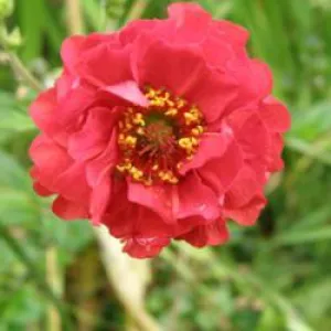 Flames of Passion Geum