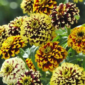 Flower, Jazzy Zinnia Seeds