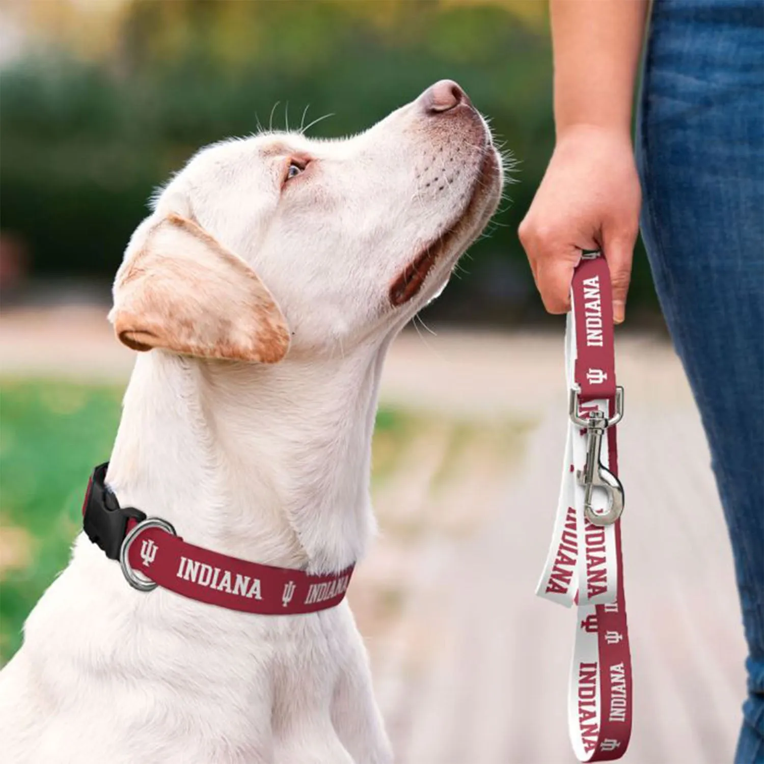 Indiana Hoosiers Pet Collar