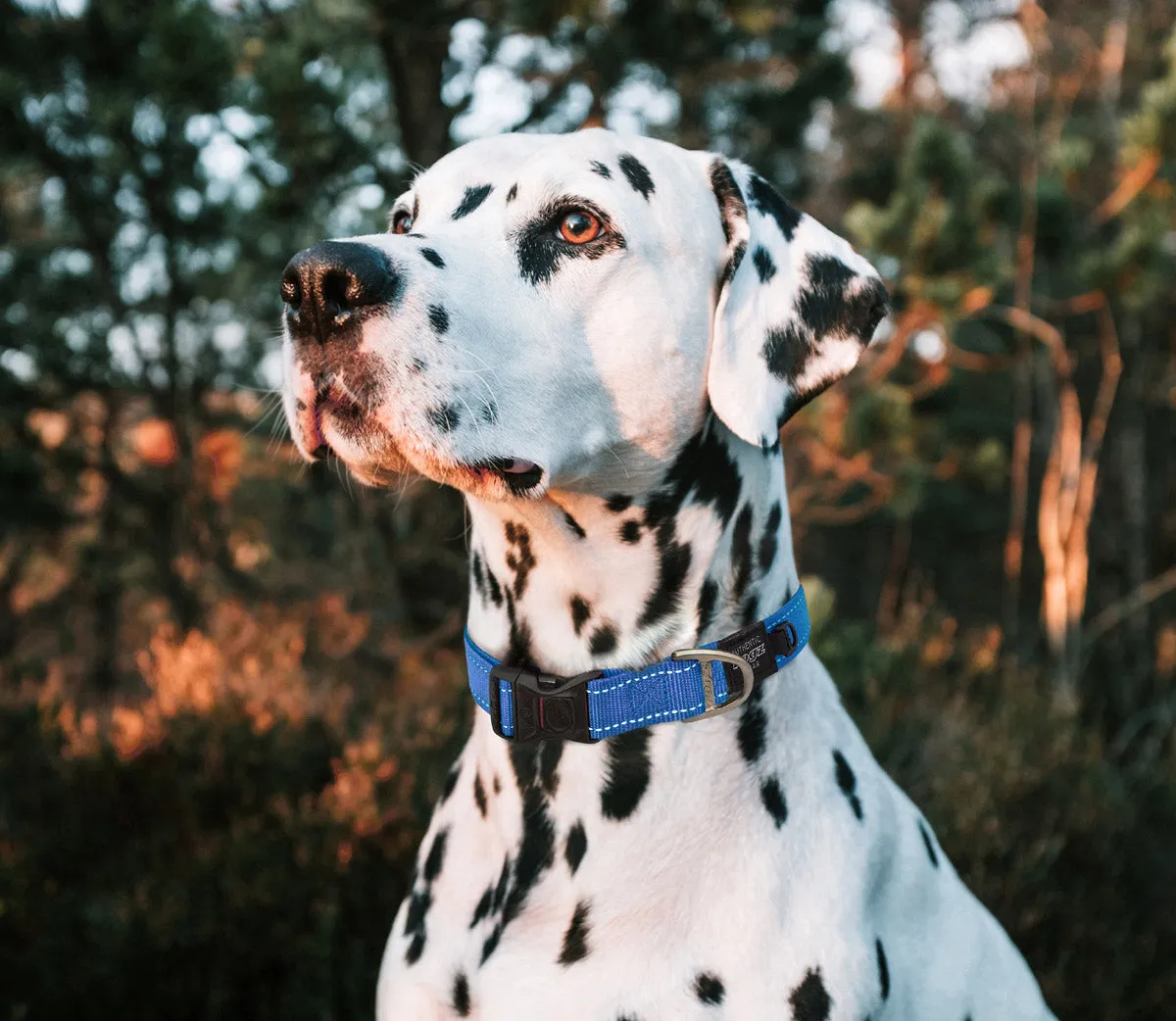 Rogz Classic Reflective Collars Black