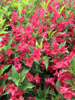 Weigela:  'Red Prince' (Au)